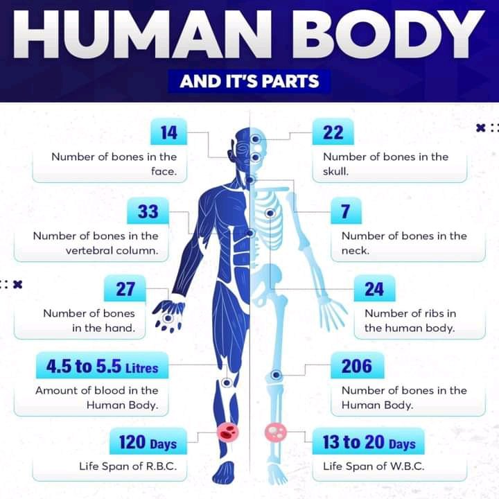 Interesting Facts about Human Body- Top 10 Facts – Soluxionz